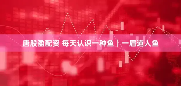 唐股盈配资 每天认识一种鱼｜一眉道人鱼